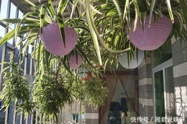 修剪吊兰、发财树、长寿花,就参照割韭菜,半个月一茬刚好!