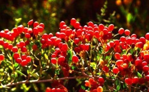 女性不想成黄脸婆，多吃的食物，淡化色斑，美白肌肤，滋阴补阴