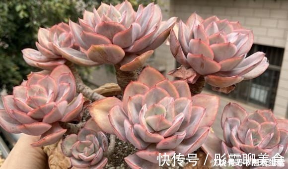 光照|家庭养多肉，掌握这7点，就没有养不好的多肉植物！