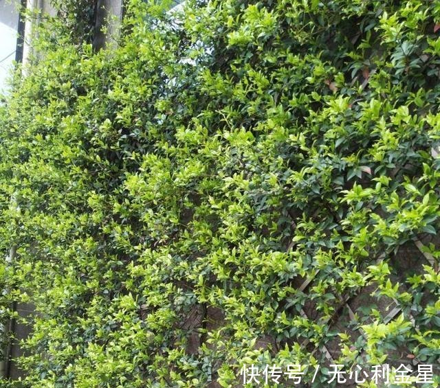 矾根|为了300㎡露台花园,毫不犹豫买了这房子,在城市屋顶过上田园生活!