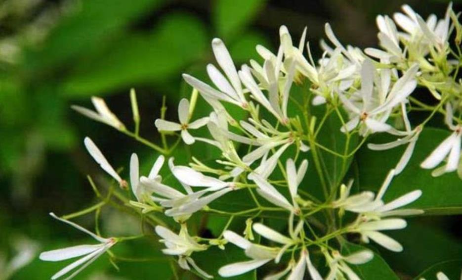 滴水观音|6种“娇艳”花,汁液剧毒,家里有的赶紧搬出去,你家养了几种?