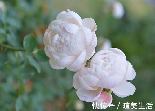 几个萌萌哒月季品种,看一眼就心情大好,简直可爱到爆!