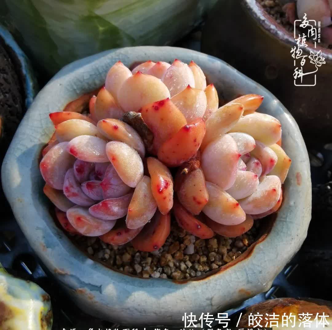 百度|我与多肉那些不得不说的故事!