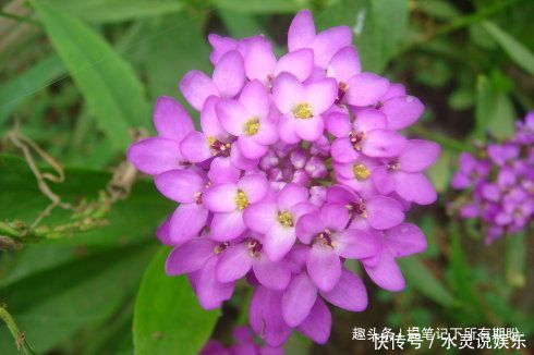 名菊|喜欢牡丹，不如养“优良名菊”绿朝云，花似惊鸿起舞，晶莹碧绿