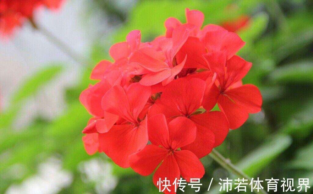 小花球|此花所代表的是遇见幸福,寓意着幸福就在身边,是美好的花