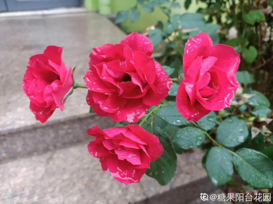 叶子|20种花，天凉了赶紧剪，来年开花有多又艳！