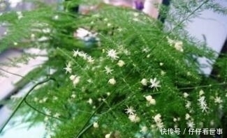 张大爷养“文竹”, 只浇“2种水”, 长出“满天星”, 效果超好!