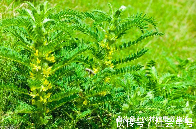 泡水|多喝黄芪水，会改善人的精神面貌到底黄芪泡水喝好不好