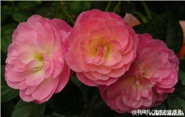 粉色|5款唯美粉色月季。美人如玉粉妆琢,粉色娇羞白如雪。抗病好养