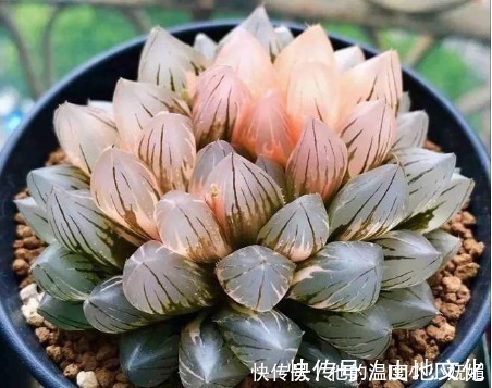 多肉植物|夏天养4款“景天多肉”，便宜好养，花苞红彤彤，呼呼窜成肉瀑布