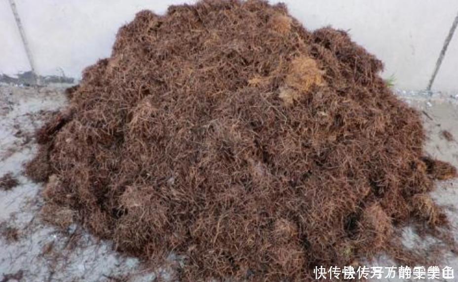 盆栽花都怕“碱性”,养花学会2个技巧,土壤呈酸性,叶绿开花多