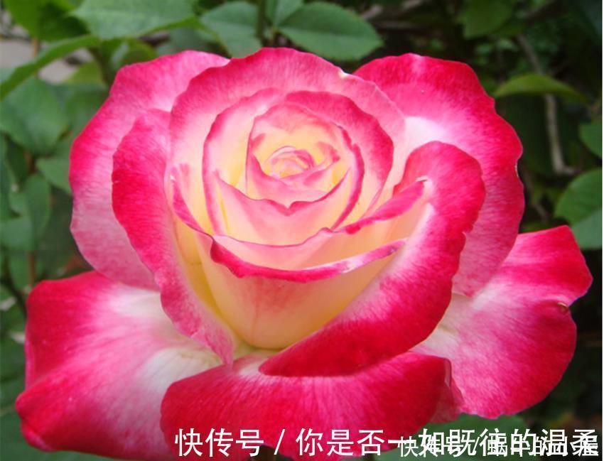 花卉|世上最美最香的两种花，美如西施，香过桂花，养殖简单又容易