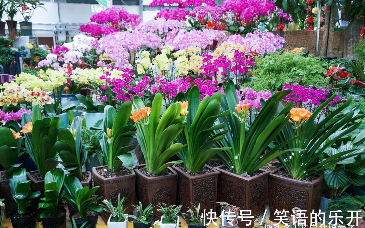 叶片|你家君子兰开花了吗?花期君子兰的养护技巧分享,照着做就行