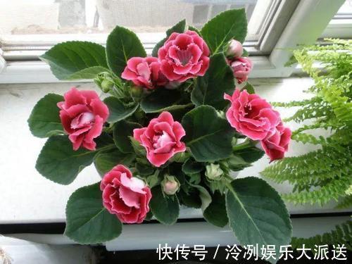 浇水|这2种花花期长又好养,光照不足也不影响,美化环境陶冶心情