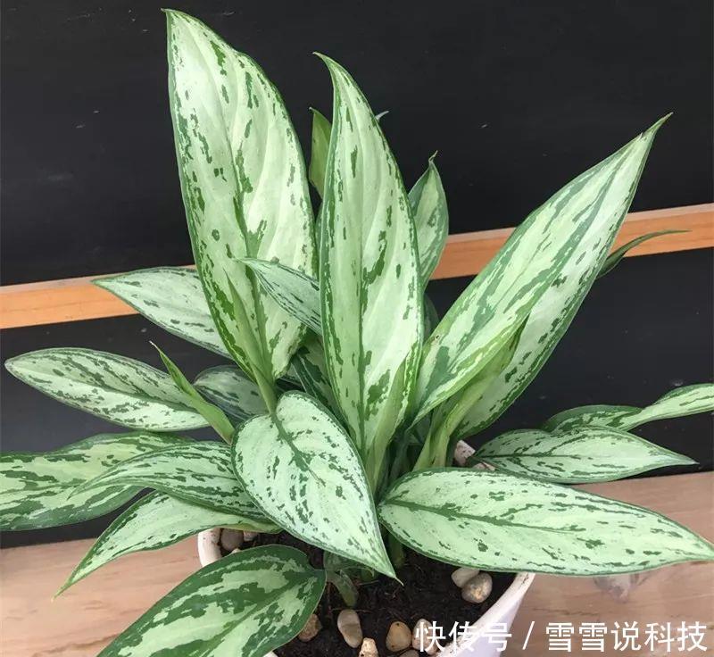 天南星科|这10种花，再穷也要养，角落里的甲醛、毒气都给吸干净