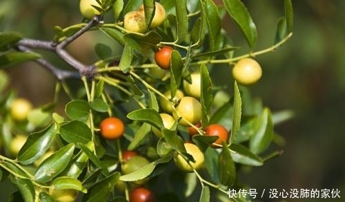 东方睡果|农村山上的“东方睡果”,农村娃都爱吃,有生津止渴的作用