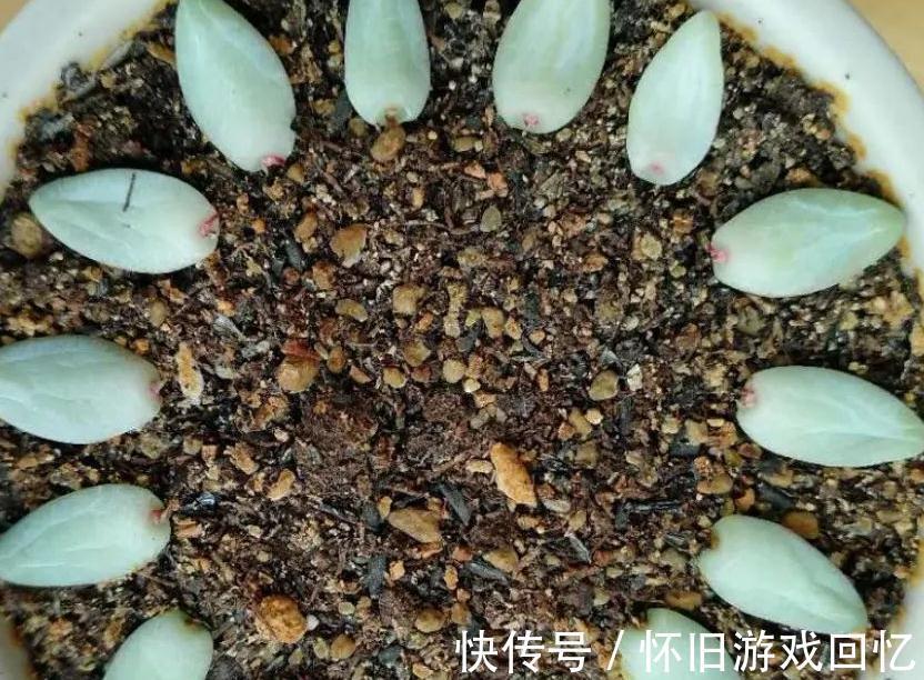 多肉叶插不生根,教你叶插五要素,10天就能长出小胡须