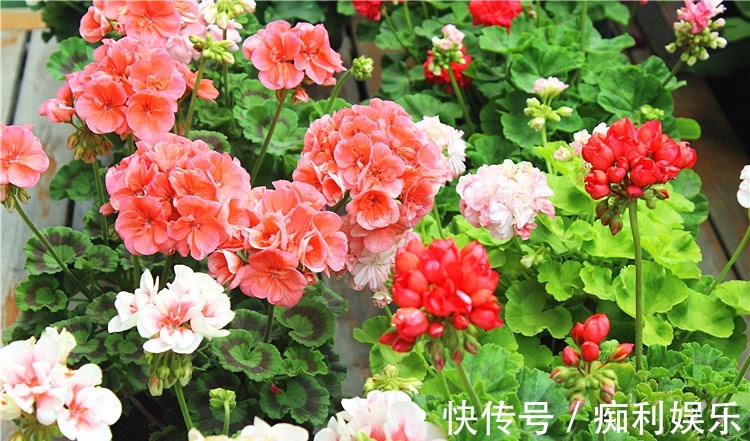 养天竺葵,常做1个小动作,叶片油绿发亮,开花红艳艳,爆花成球