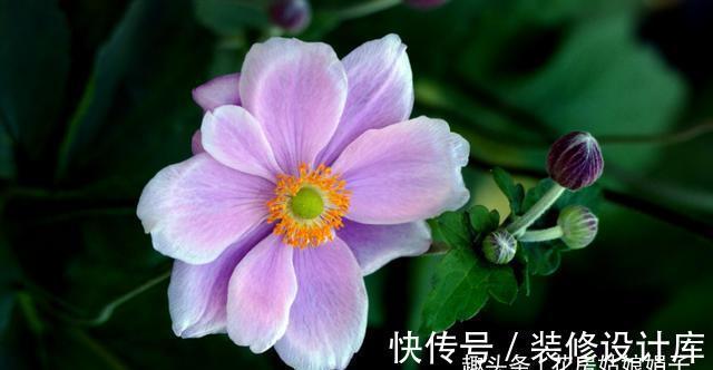 4款秋天栽培的花卉，大家都了解吗？秋天到了，赶紧在家里养几盆