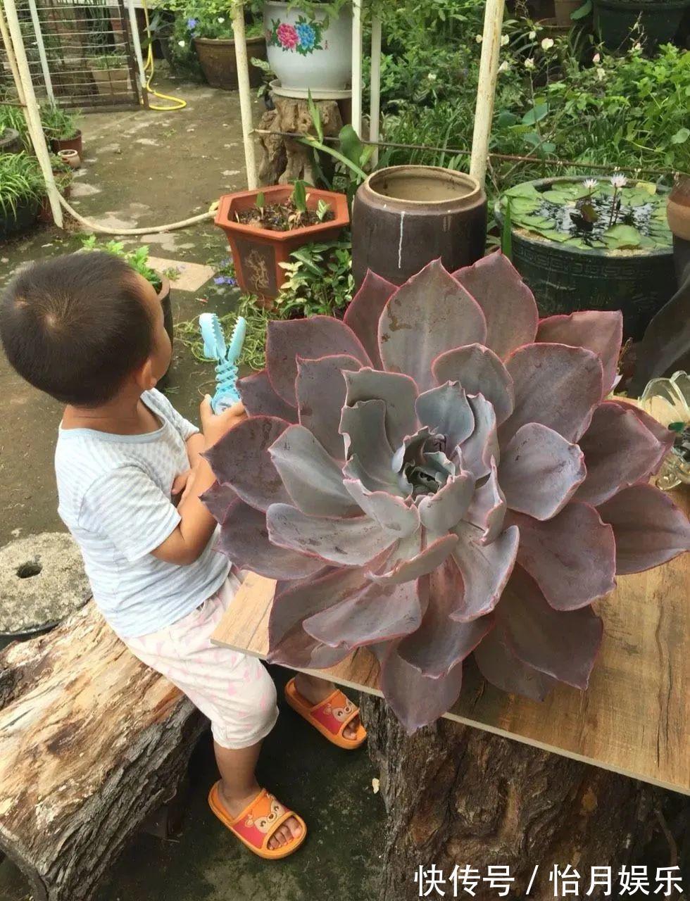 朱顶红|花也能成精，养成巨无霸，一次开花50朵，比小孩还高！