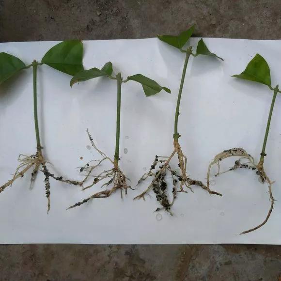 花钱买了大老桩，越养越不开花，试试这个方法，复壮开爆盆