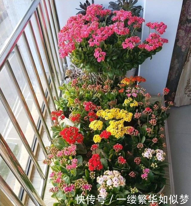 不算|喜欢养花,先“染上”2个坏习惯,否则就不算爱养花,看你有吗?