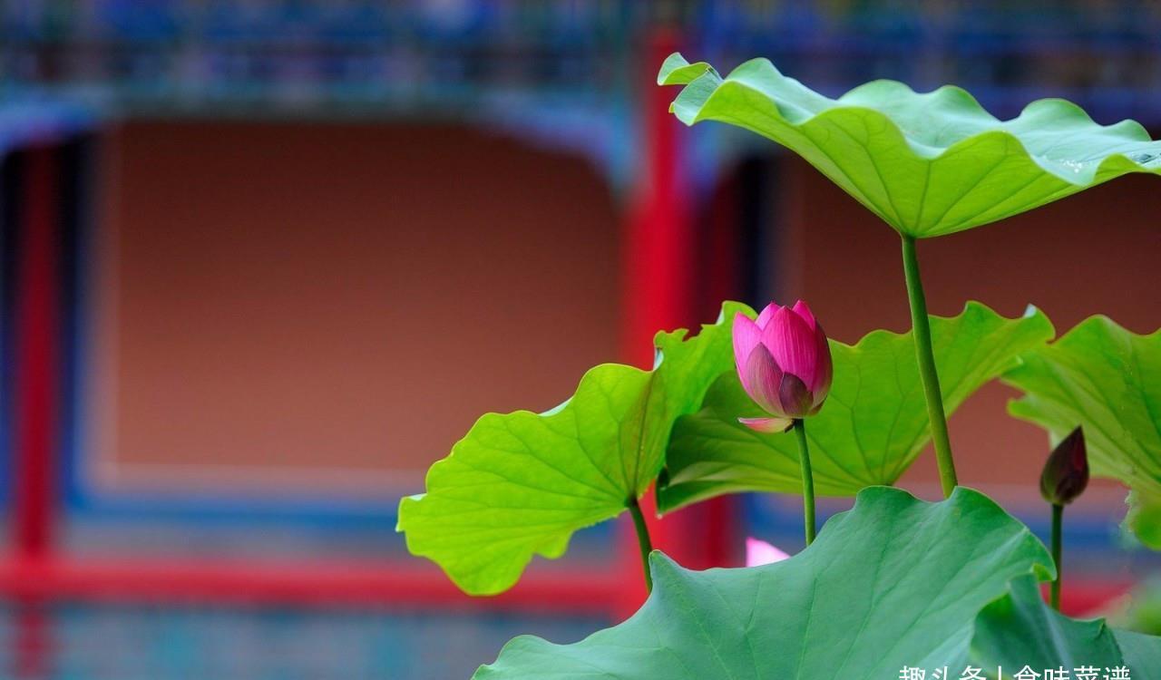 大暑|初伏、中伏、末伏哪个伏最热，为什么呢？看完此几点，你就明白了