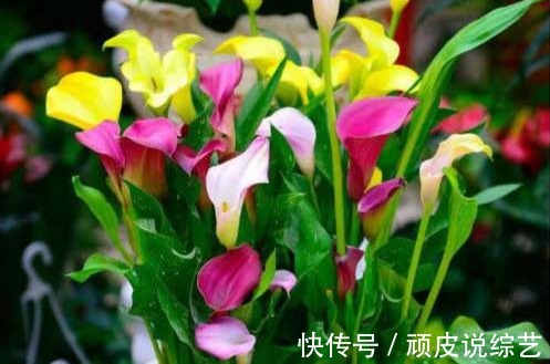 喜欢在家养殖花卉,就选这几款花卉,清爽迷人,充满温暖浪漫