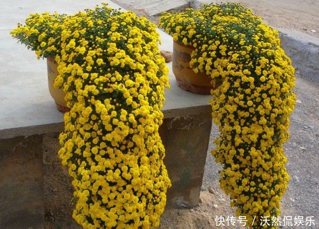 高山|喜欢菊花,不如养盆悬崖菊,花开似“高山悬崖”,开花爆满菊花海