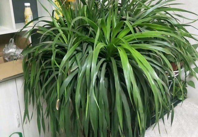 老人|老人常说这4种花遮晦挡煞,不要嫌弃丑,一旦养了福气不请自来