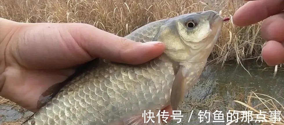 谷麦|冬天钓鱼，隔夜窝最容易出大鲫，天越冷效果越好