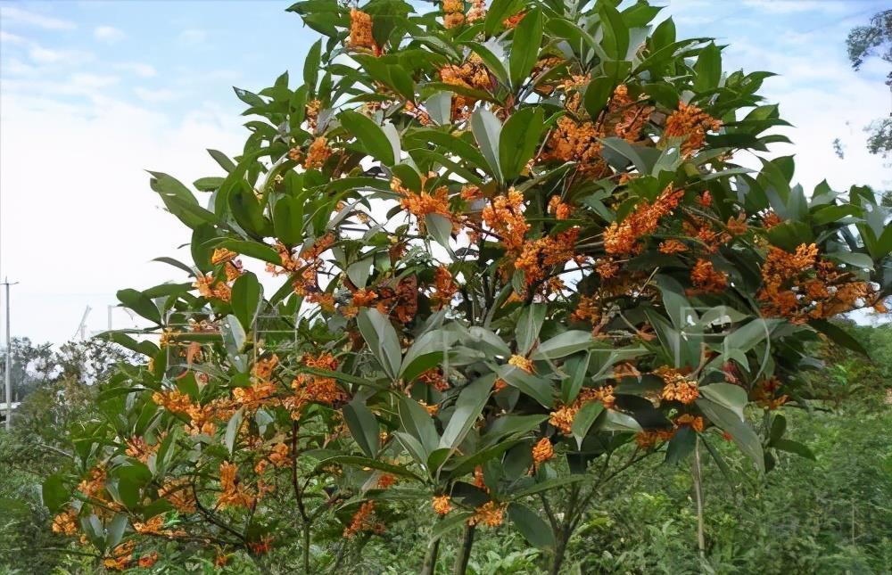 茶花|7月以后,3种花别再修剪了,不然延长开花时间亦或没花赏