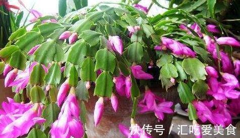 冬季怎样管理蟹爪兰,以便不会落蕾,又开出美丽的鲜花