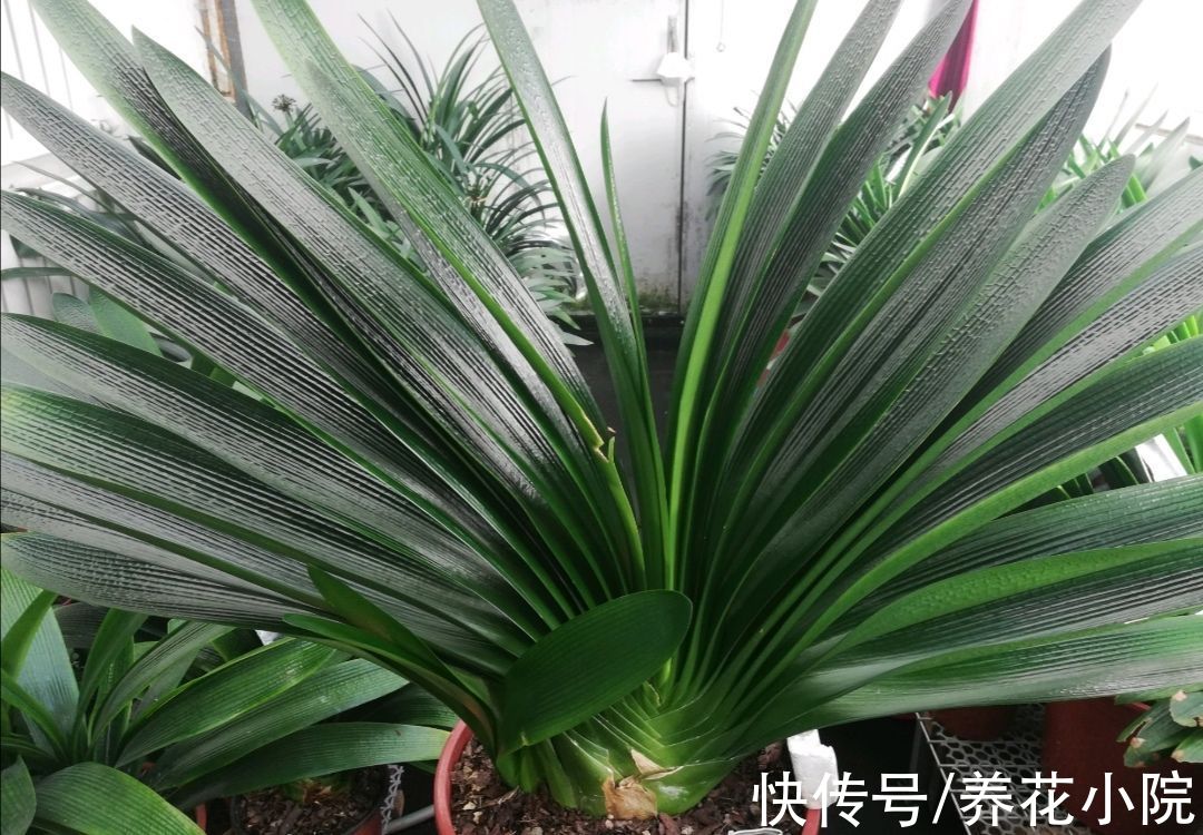 10月养君子兰,勤用“4种花肥”,植株长势旺,有助于开花