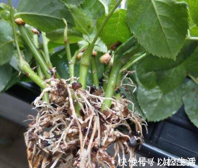 各种窍门制作“生根水”，不花钱的生根水只有1种，别盲目使用