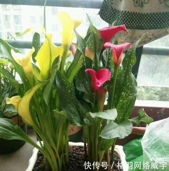 毒性|这“4种”花再便宜也别养,个个是“毒花”,看完赶紧搬走