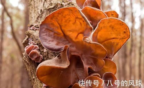 紫菜|医生不建议购买的9种食物,看看你家中招了吗?