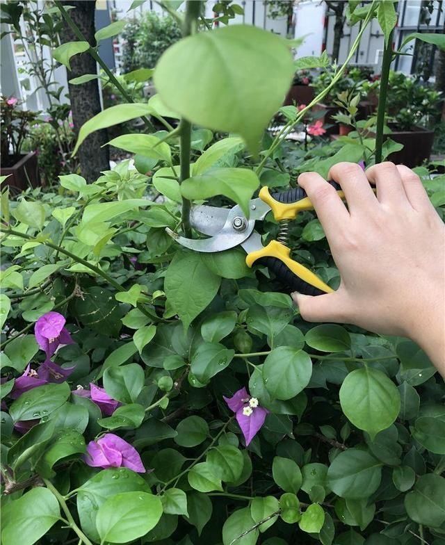 这两种花开过了,抓紧时间剪一剪,再等两个月又能开花