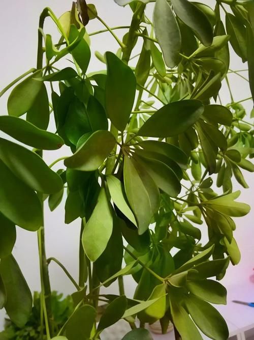 潮湿|养花浇水很关键,5种花的浇水方法,你也成为养花高手