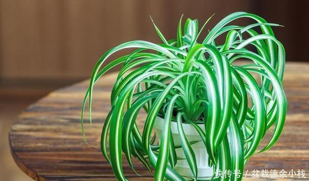太多人不知道,在家里放上这几款植物,既能驱蚊还能吸甲醛
