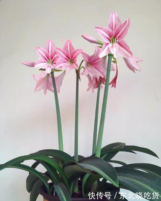 最喜欢怒放的花卉,不仅花开漂亮,而且还很好养,冬季养花就选它