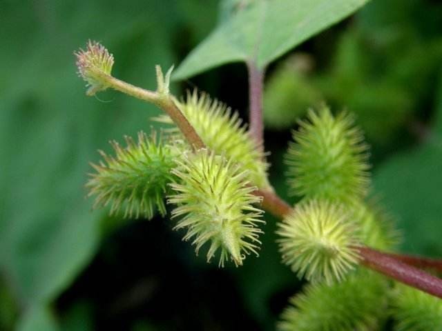 苍耳|乡下一种野草，小时候做玩具，如今人工种植价值高，很稀有