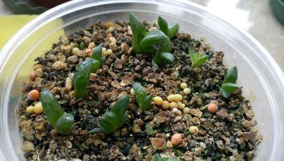 养君子兰用个窍门,不花钱也能种出十盆绿油油、开花多的君子兰