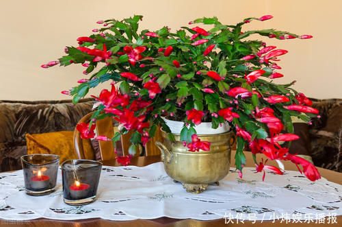 爆盆|嫁接蟹爪兰，选对砧木，10天愈合，15天成活，翌年开花爆盆