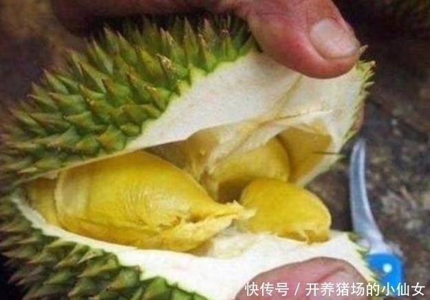 婆婆|婆婆在菜市场买榴莲种子种,悉心照料后,竟长成这种模样!