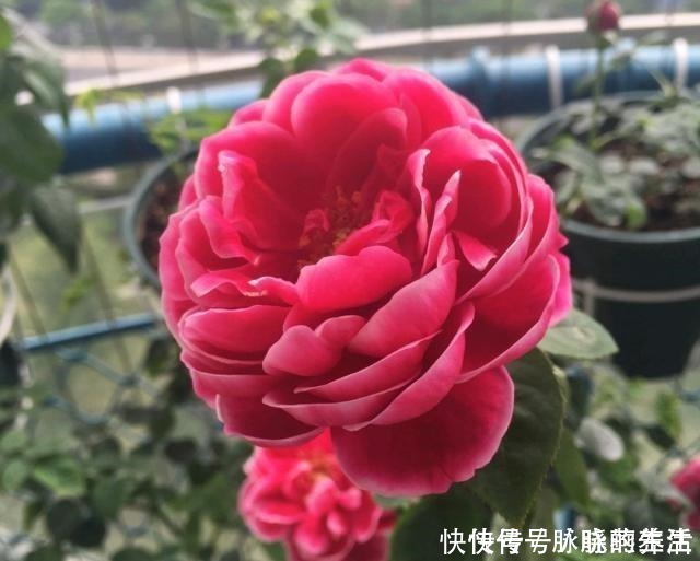 花瓣|这花开得太漂亮了，简直就是神仙颜值，难怪大家称它为“妖花”！