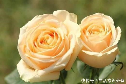 玫瑰花,最美的“4种”,随便养一盆,比香水好闻,比牡丹更好看!