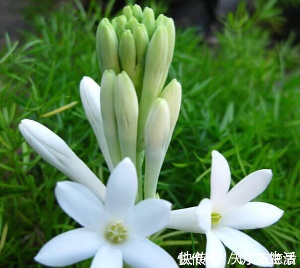 夏天|3种“漂亮花”,香气浓郁,大牌香水的“原料”,又香又美又值钱