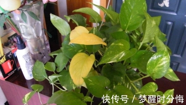 养花肥料|缺少养花肥料?没事,有了它们,盆栽再不会营养不良掉叶子了