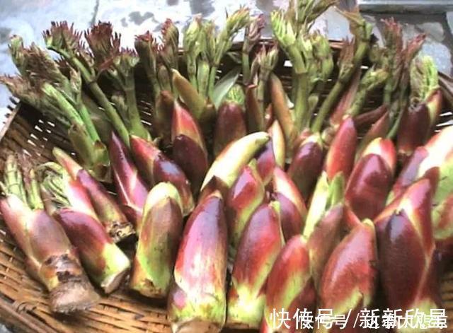 荠菜|想长寿全靠吃,3种食物离不开,补气养血,有益健康